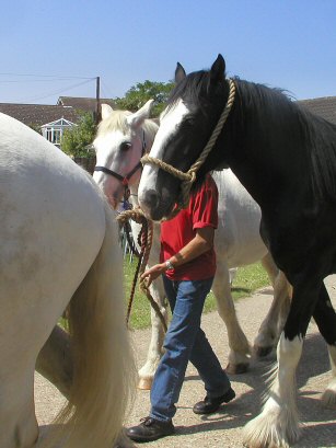 Hillside Animal and Shire Horse Sanctuary