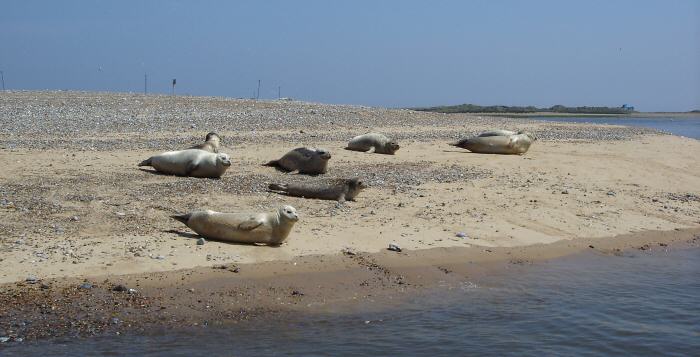 Blakeney Point