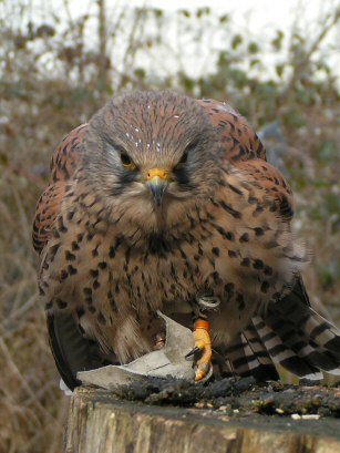 Kestrel