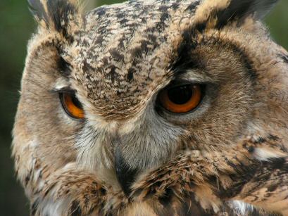 Eagle Owl