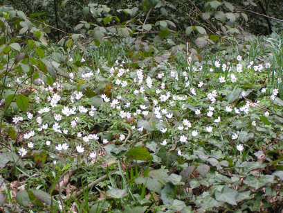 Lesnes Abbey Wood