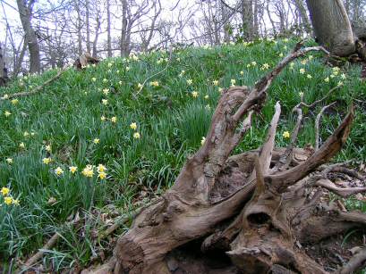 Lesnes Abbey Wood