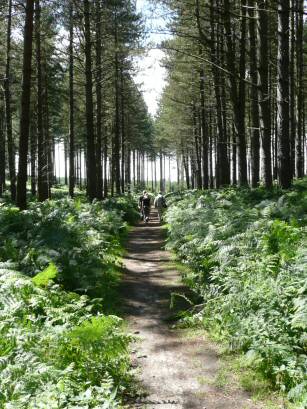 EFOG Thetford Forest