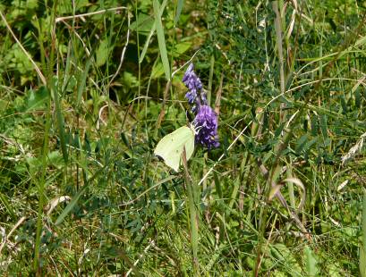 Brimstone Butterfly