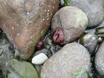 Cape Clear Island