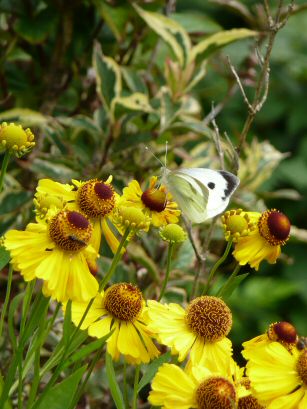 Lisselan Gardens