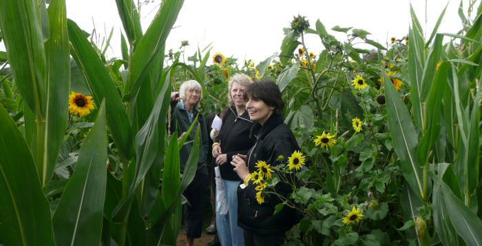 EFOG Maize Maze