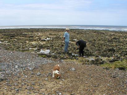 EFOG Camping at East Runton