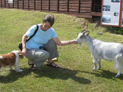 Hillside Animal and Shire Horse Sanctuary