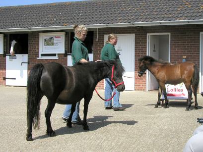 Hillside Animal and Shire Horse Sanctuary