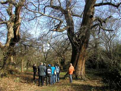 Bush Wood