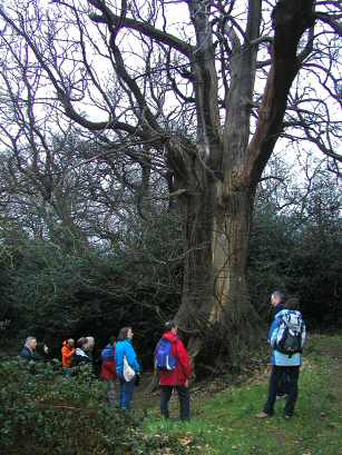 Bush Wood