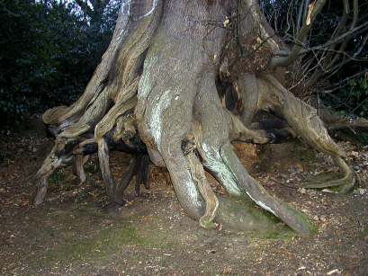 Bush Wood