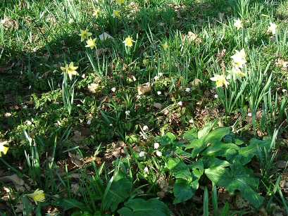 Lesnes Abbey Wood
